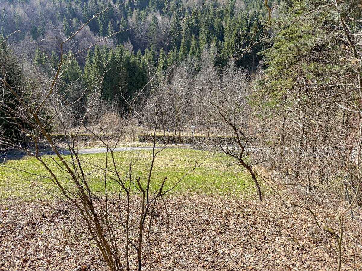 Blick durch kahle Äste auf eine grüne Wiese und die bewaldeten Berghänge im Hintergrund.