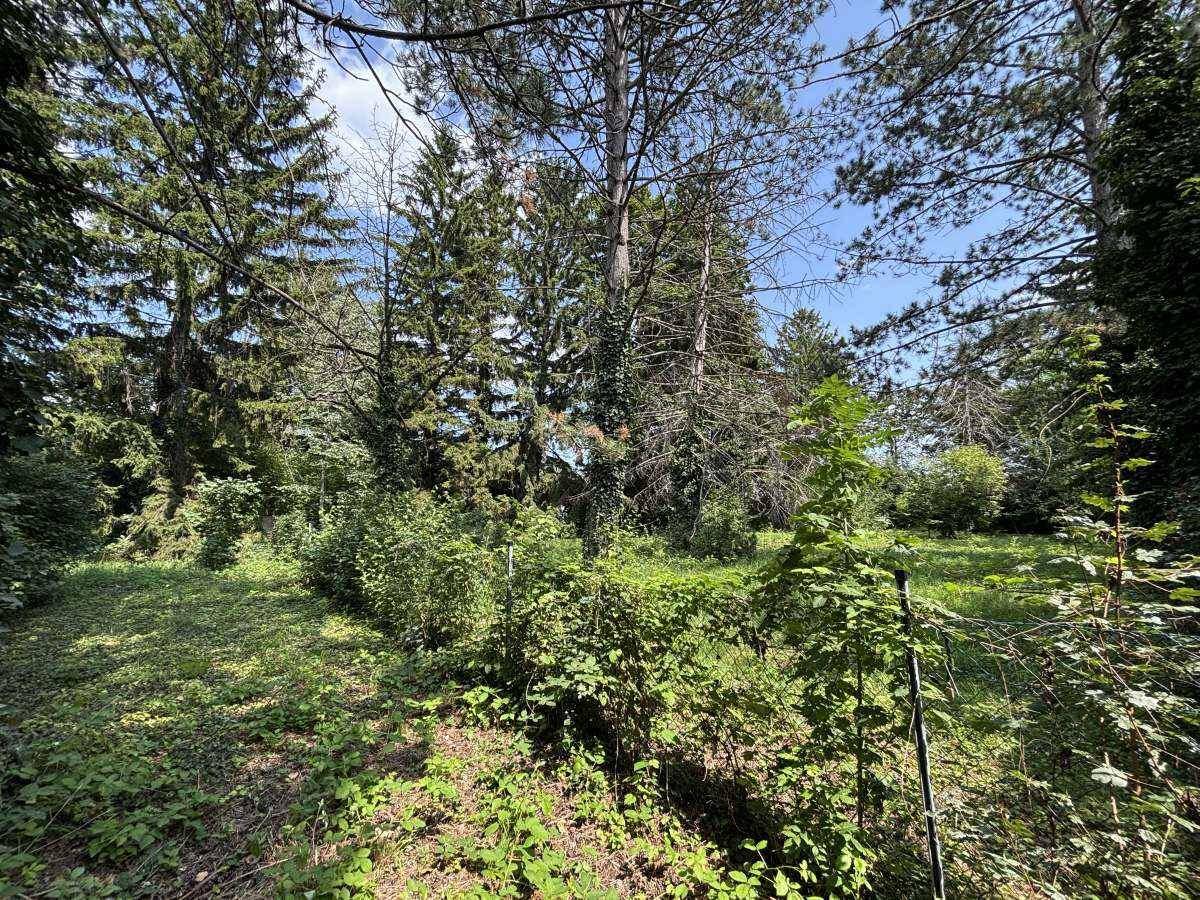 [06652] Projektchance in Theresienfeld: Baugrund mit Naturcharme - Ansicht 6