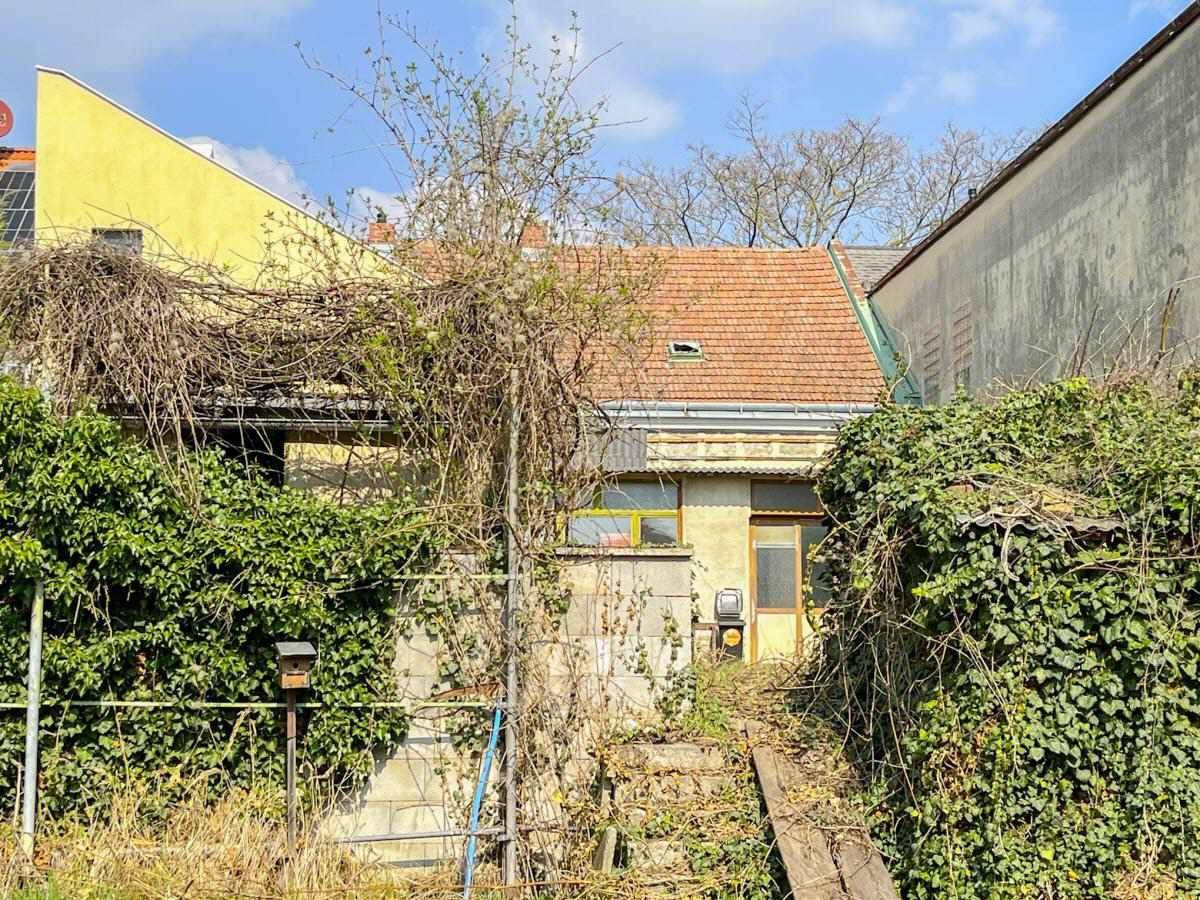 Stark bewachsener Gartenbereich hinter dem Gebäude mit viel Efeu.
