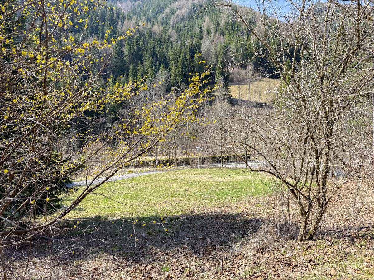 Blick durch blühende Äste auf eine grüne Wiese und bewaldete Berghänge in der Ferne.