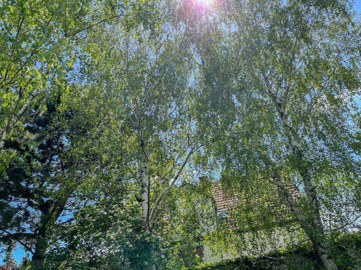 Sonnenlicht fällt durch die Blätter hoher Bäume, mit einem Blick auf das Hausdach im Hintergrund.