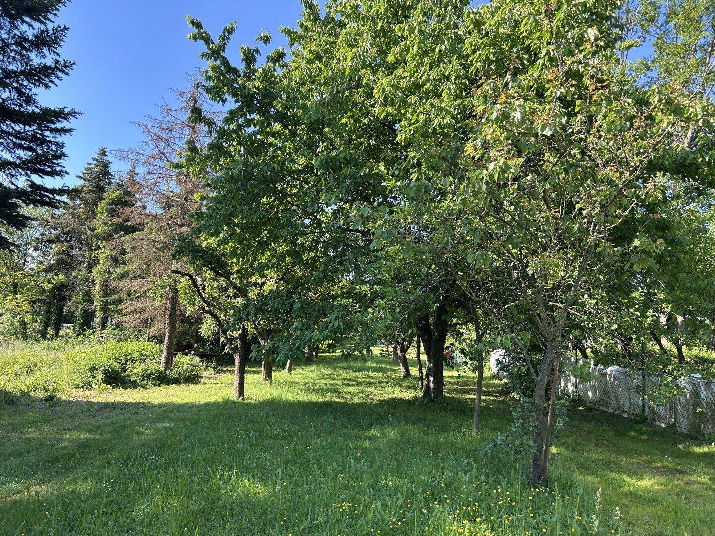 Idyllischer Obstgarten mit vielen Bäumen und einer grünen Wiese unter blauem Himmel.