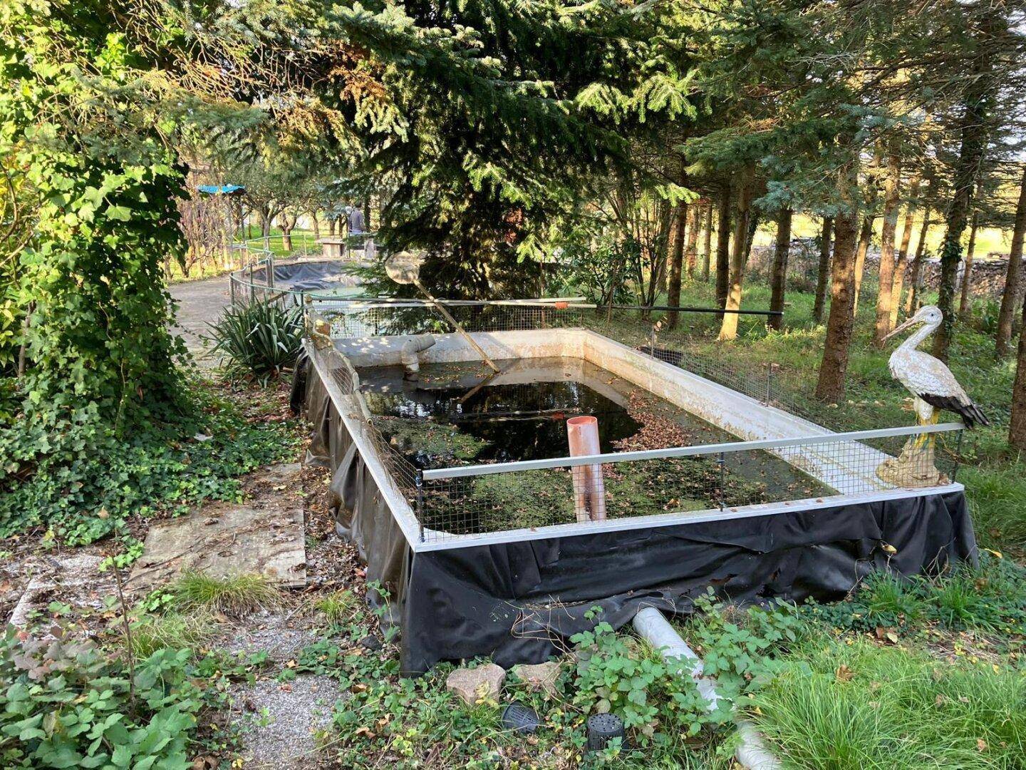 Kleiner Teich oder temporäres Becken im Garten, umgeben von Bäumen und Pflanzen.