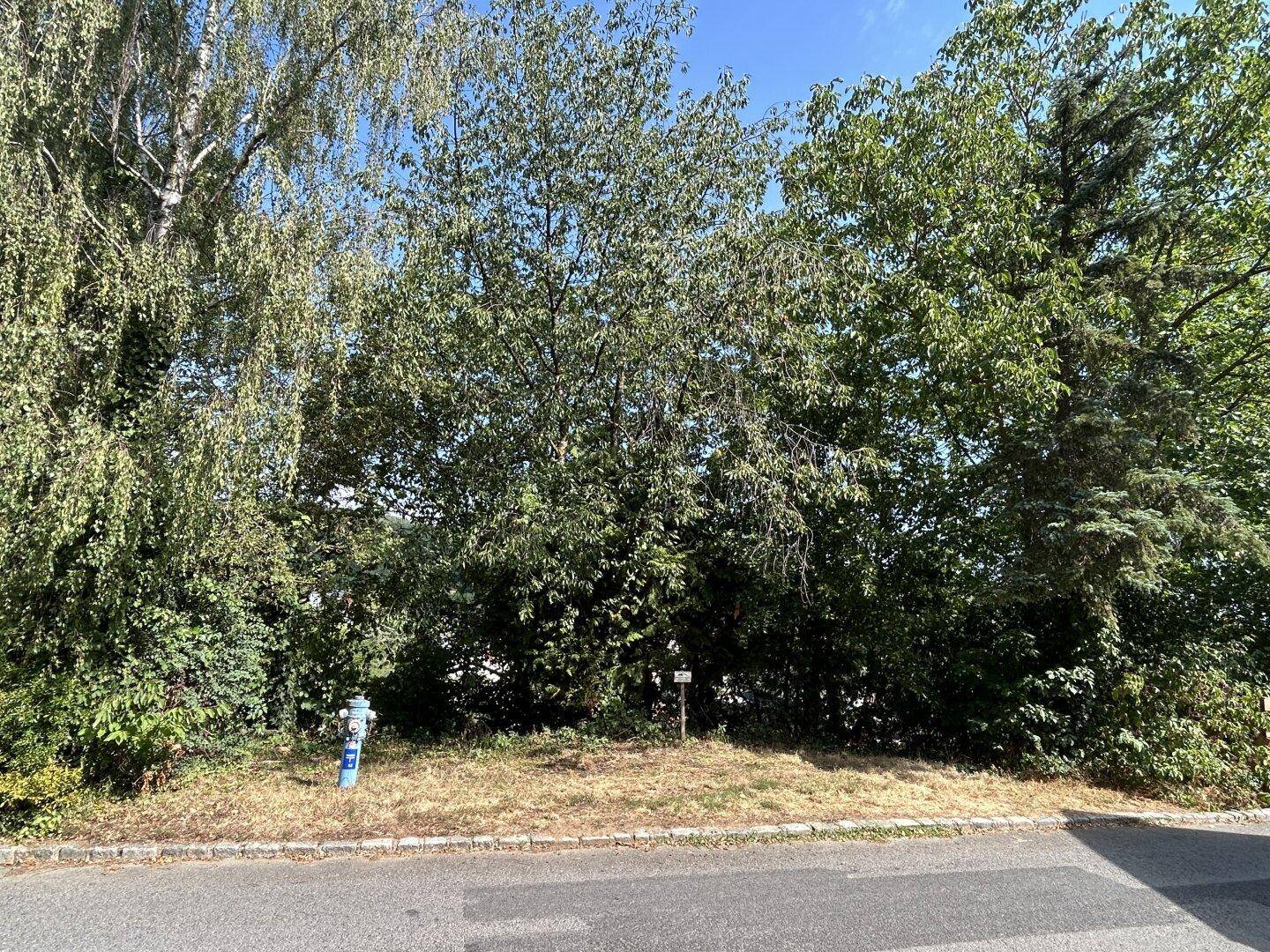Grünes Grundstück mit dichtem Baumbestand und Zugang zu einer asphaltierten Straße.