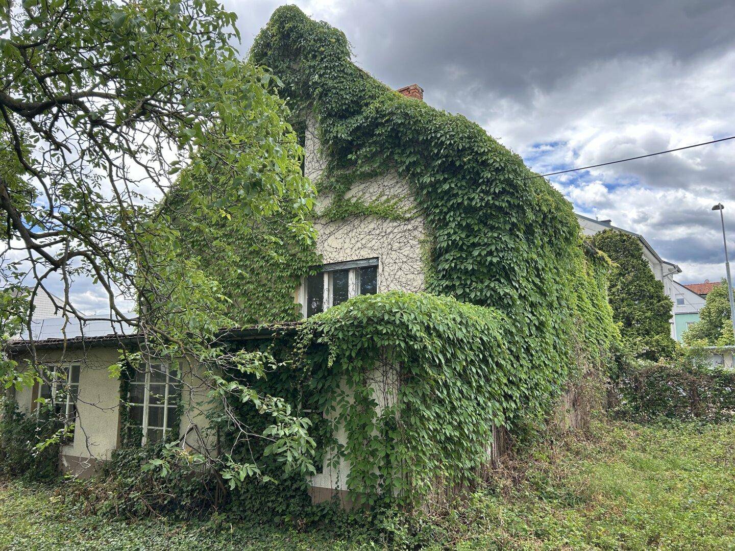 Seitenansicht des Hauses, komplett von üppigem Grün überwuchert, mit Bäumen im Vordergrund.