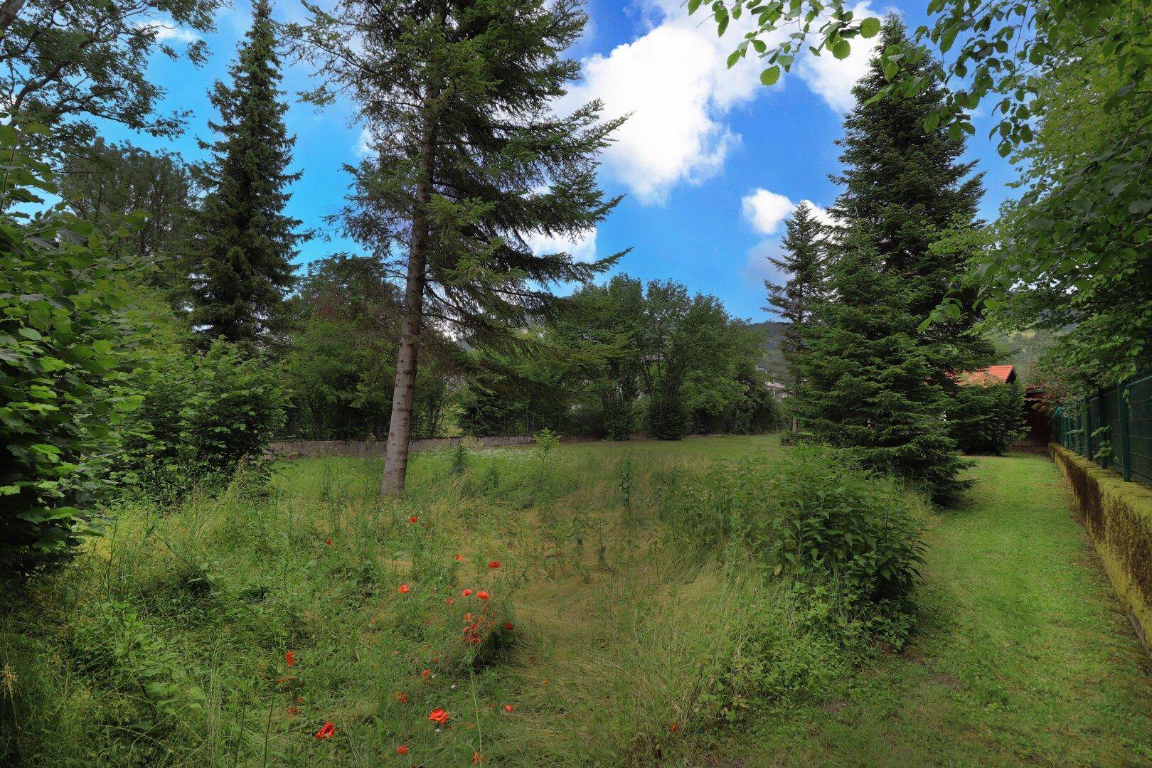 Naturbelassener Gartenbereich mit hohen Gräsern, Bäumen und einem Pfad unter strahlend blauem Himmel.