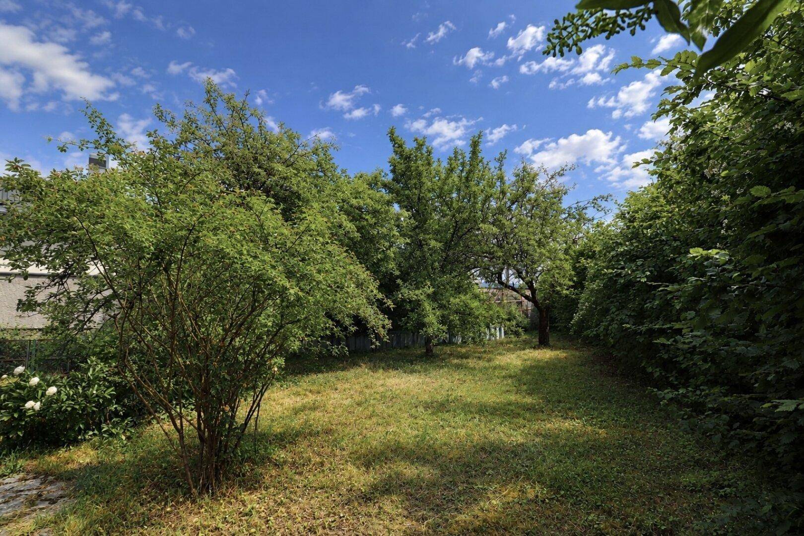 Grüner Garten mit verschiedenen Bäumen und Sträuchern unter einem strahlend blauen Himmel.