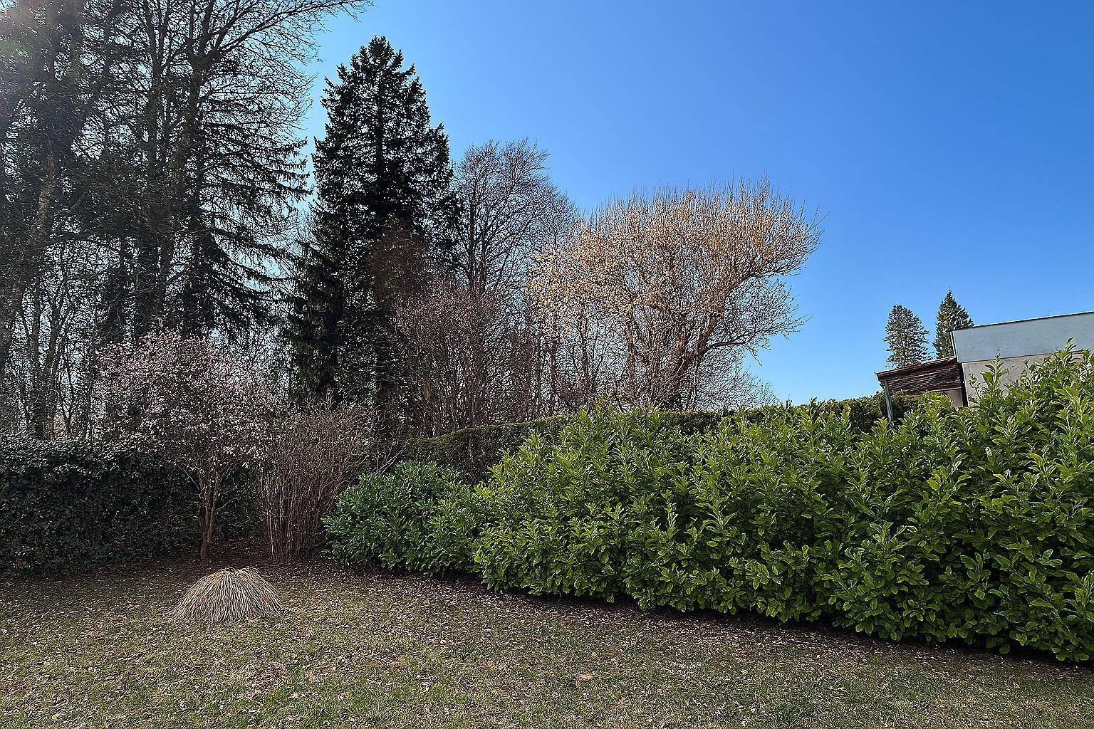 Gepflegter Gartenbereich mit hohen Hecken, Bäumen und Rasenfläche unter blauem Himmel.