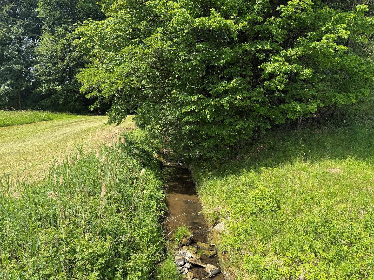 Kleiner Bach fließt durch eine grüne Wiese, umgeben von üppiger Vegetation und Bäumen.