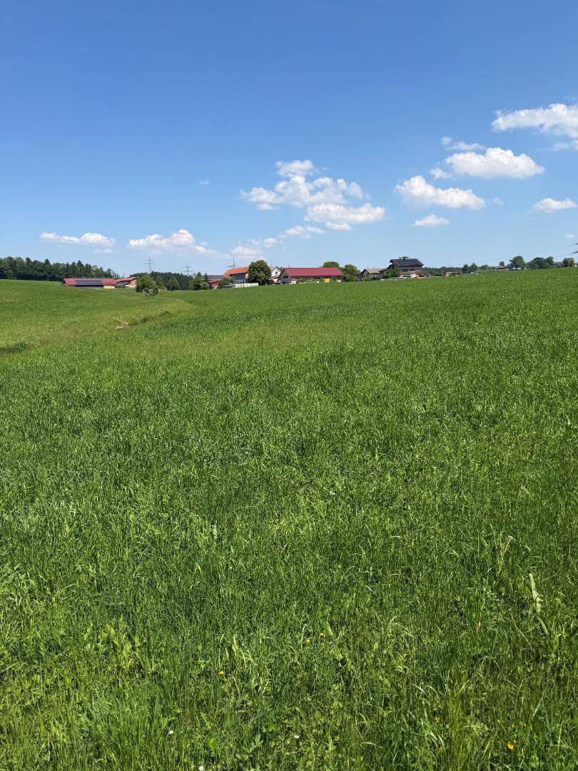 Weitläufige grüne Wiesenlandschaft unter blauem Himmel mit Bauernhöfen in der Ferne.