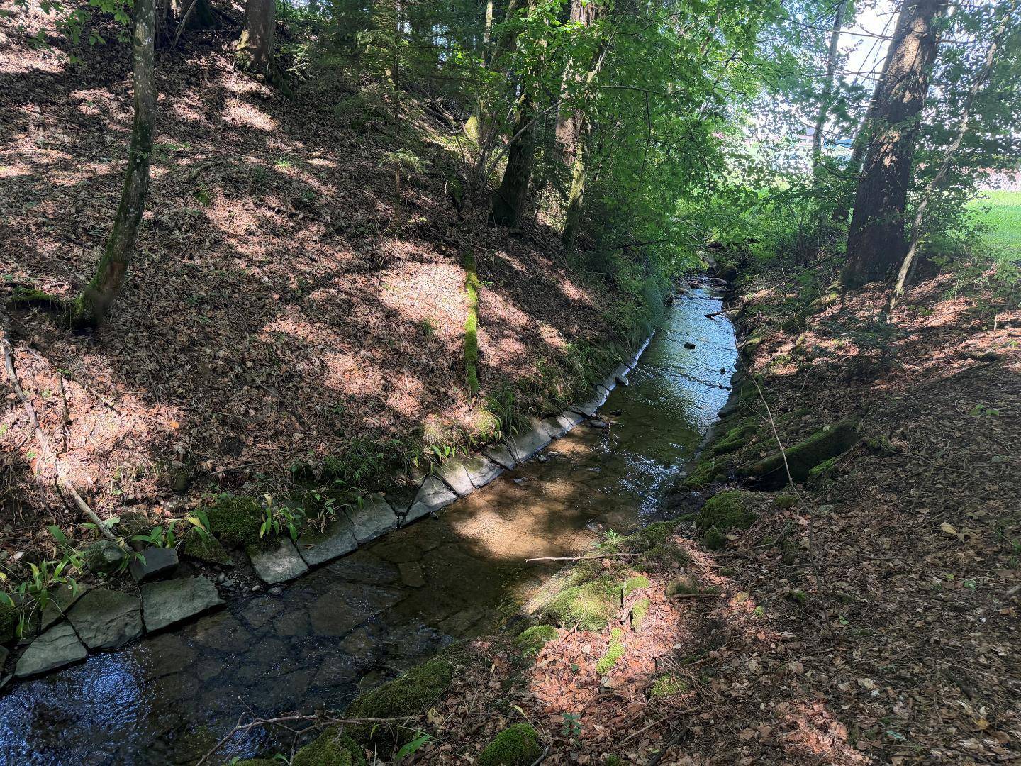 Ruhiger Bachlauf im Wald, umgeben von Bäumen und Moos auf den Steinen am Ufer.