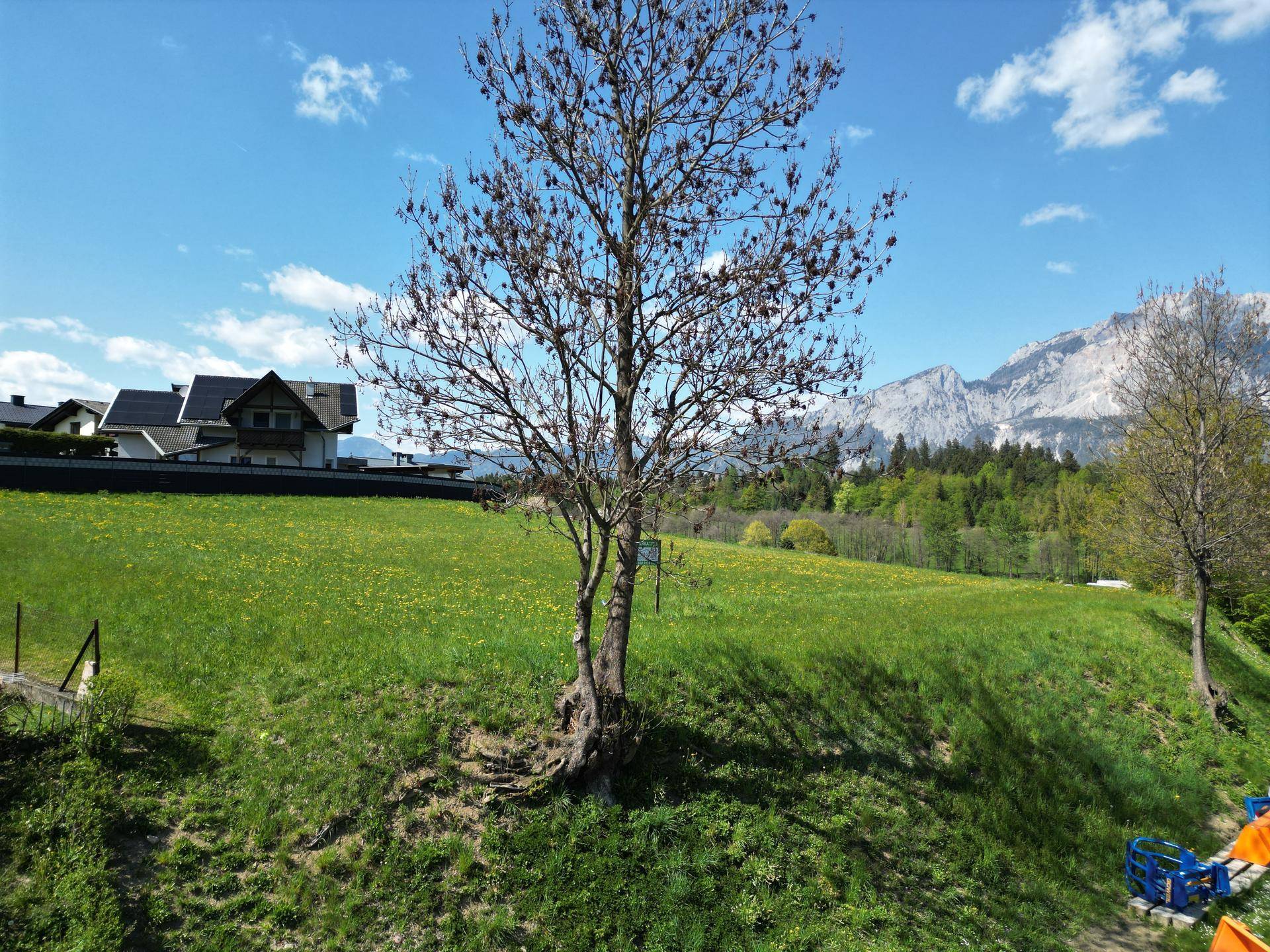 Grüne Wiese mit einem kahlen Baum im Vordergrund und einer beeindruckenden Bergkulisse in der Ferne.