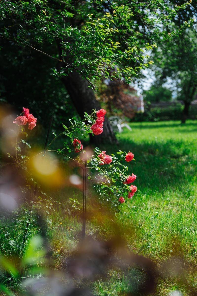 Nahaufnahme von roten Rosen im sonnigen Garten mit grüner Wiese im Hintergrund.
