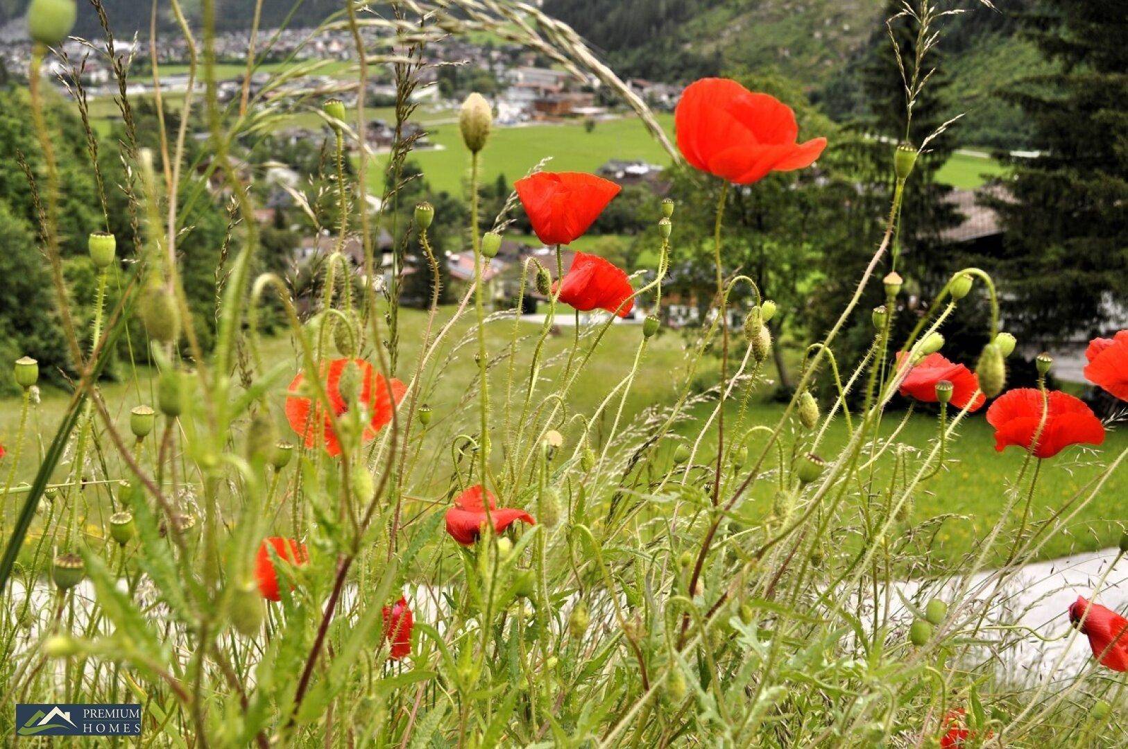 FINKENBERG - Au - idyllische Gartenwohnung - Landschaftsblick