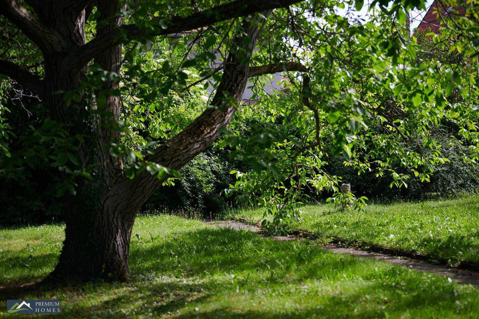 Alter Baum im weitläufigen Garten mit einem schmalen Pfad, der durch das grüne Gras führt.