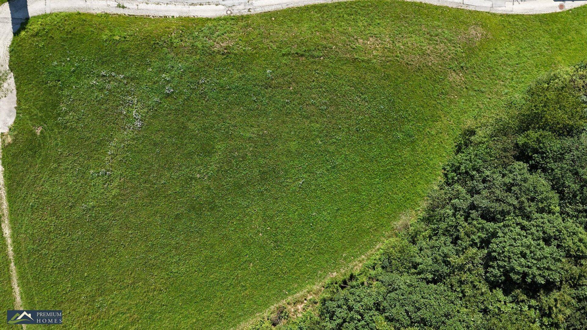 Grüne Wiesenfläche aus der Vogelperspektive, begrenzt von einem Waldrand und einer Straße.