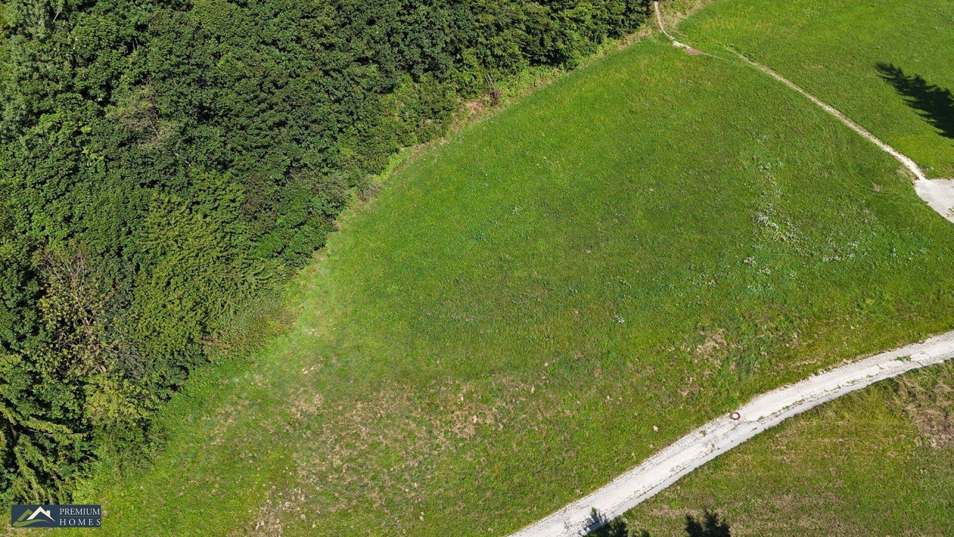 Schräge Luftaufnahme einer grünen Wiese, die an einen dichten Wald und einen Feldweg grenzt.