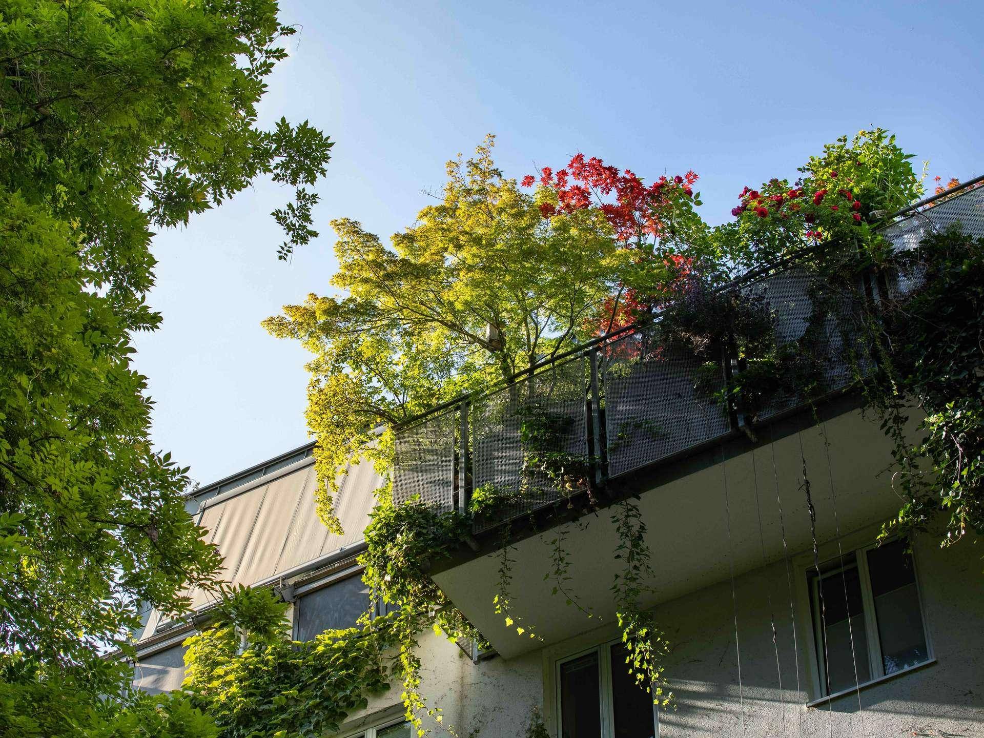 Üppig bepflanzter Balkon mit grünen und roten Pflanzen unter blauem Himmel.