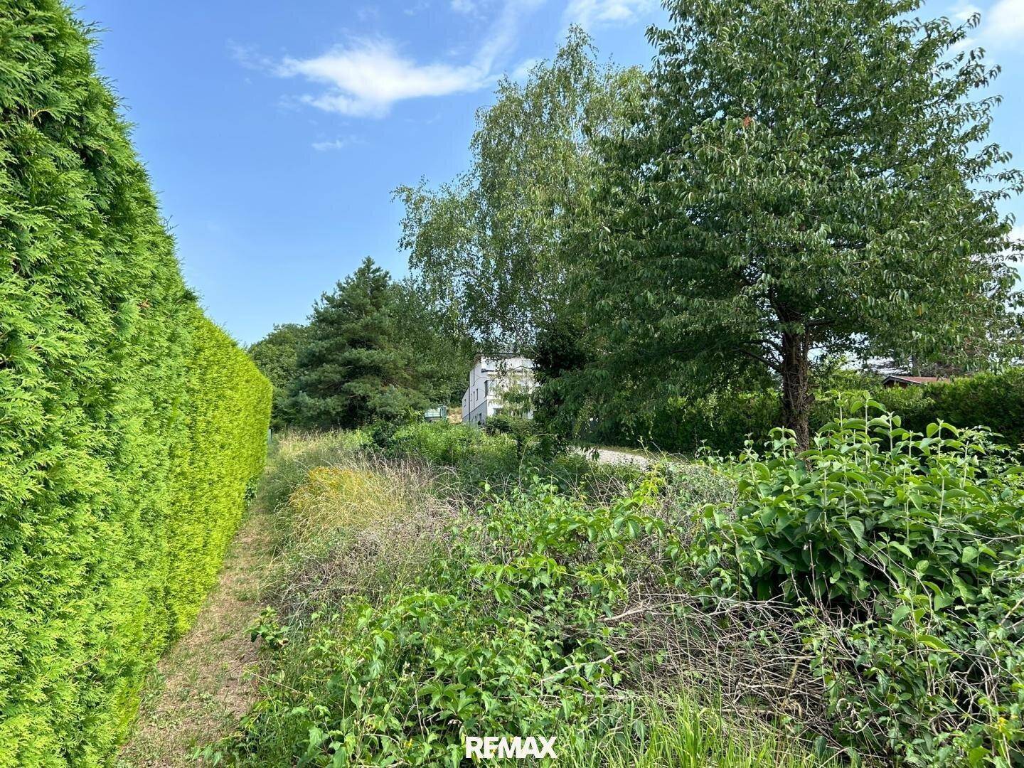 Unbebautes Grundstück mit üppiger Vegetation, hoher Hecke und einem Haus im Hintergrund.