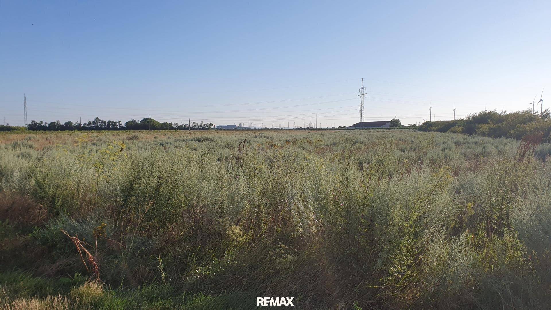Offenes Feld mit üppiger Vegetation, Stromleitungen und Windrädern in der Ferne.