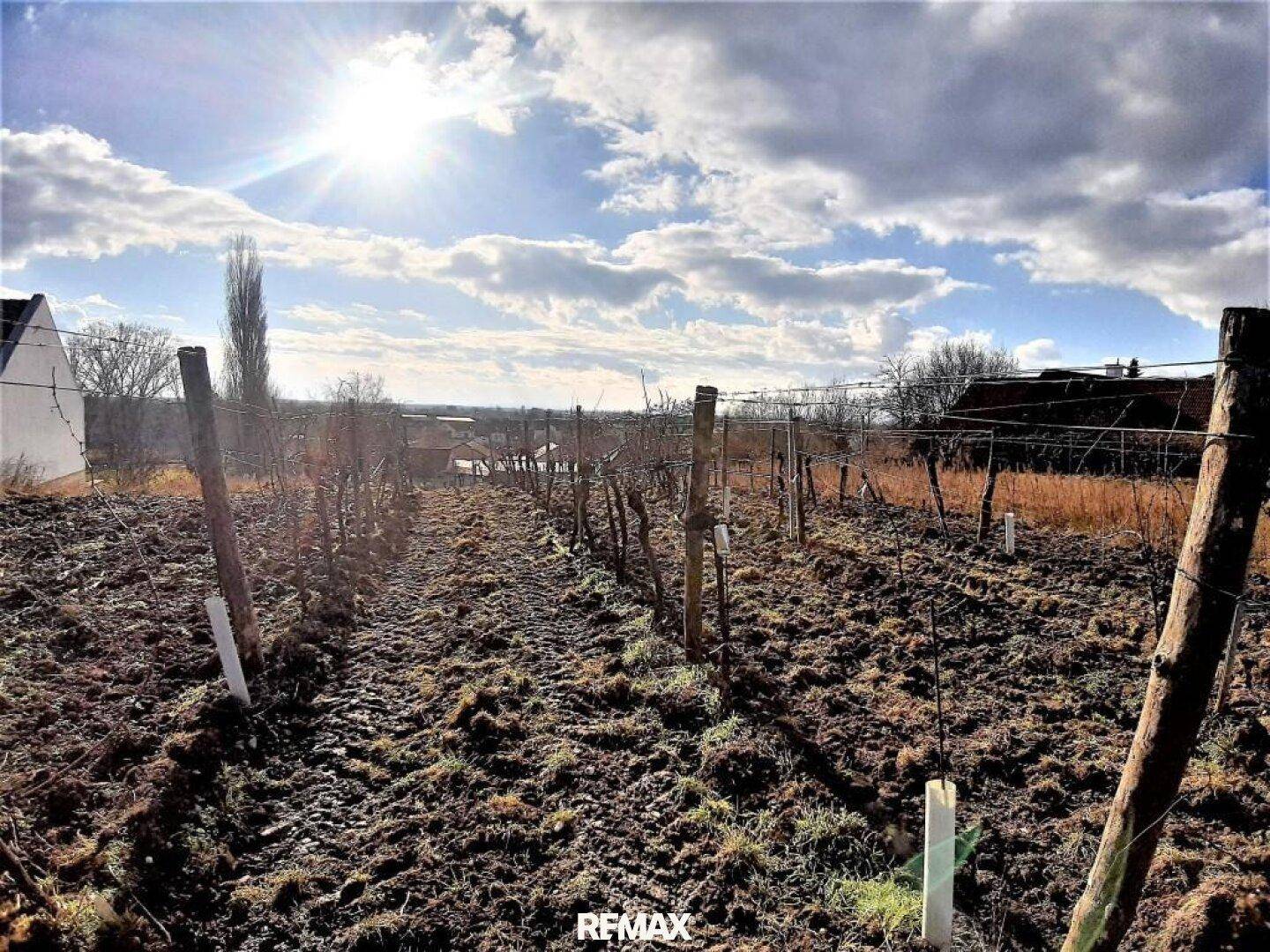 Sonniger Weinberg mit Rebstöcken und weitem Blick in die Landschaft unter bewölktem Himmel.