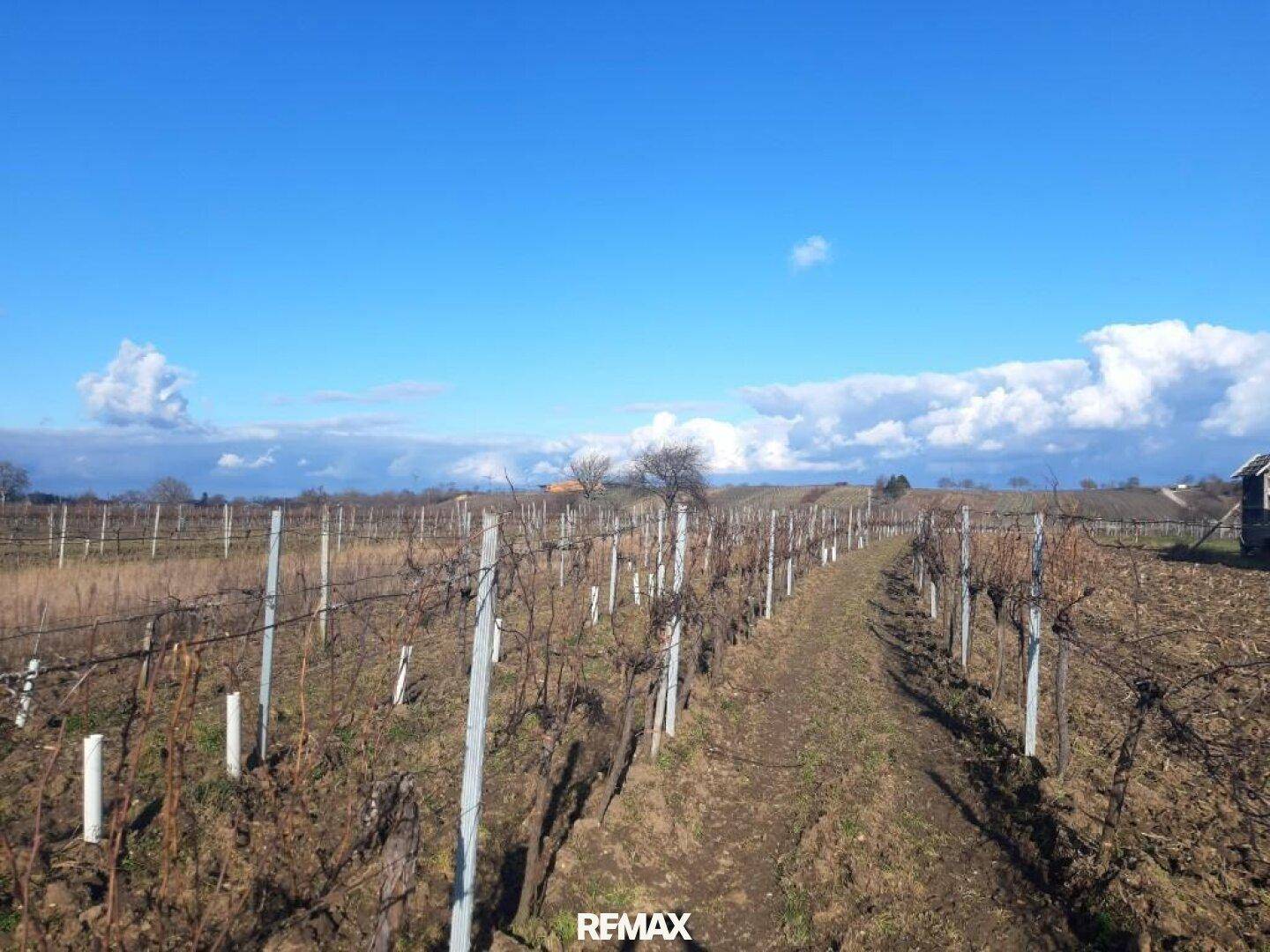 Weitläufiger Weinberg mit Reihen von Rebstöcken unter einem strahlend blauen Himmel.