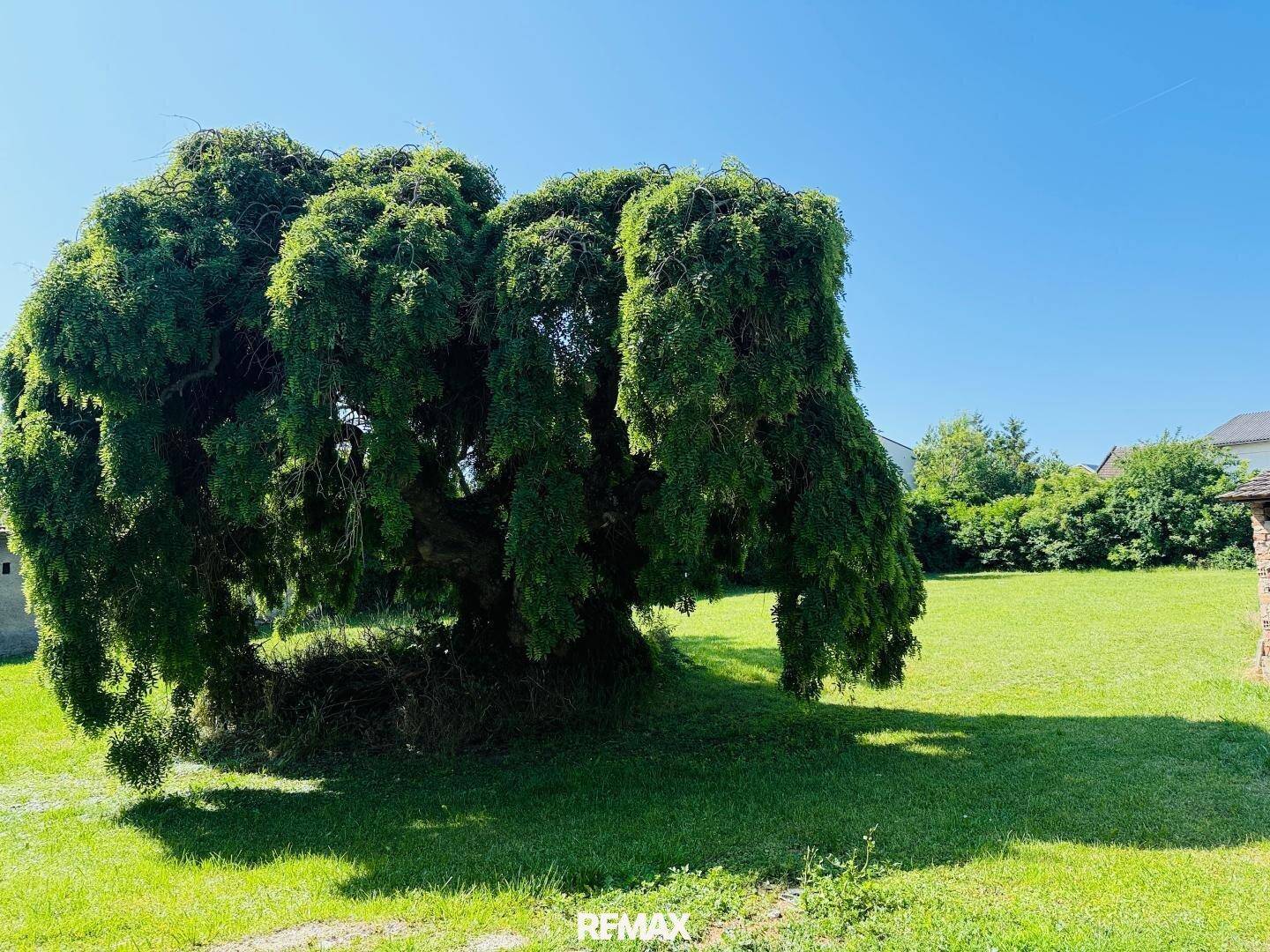 Ein großer, alter Baum mit dichtem Laub steht majestätisch auf einer weiten Rasenfläche.