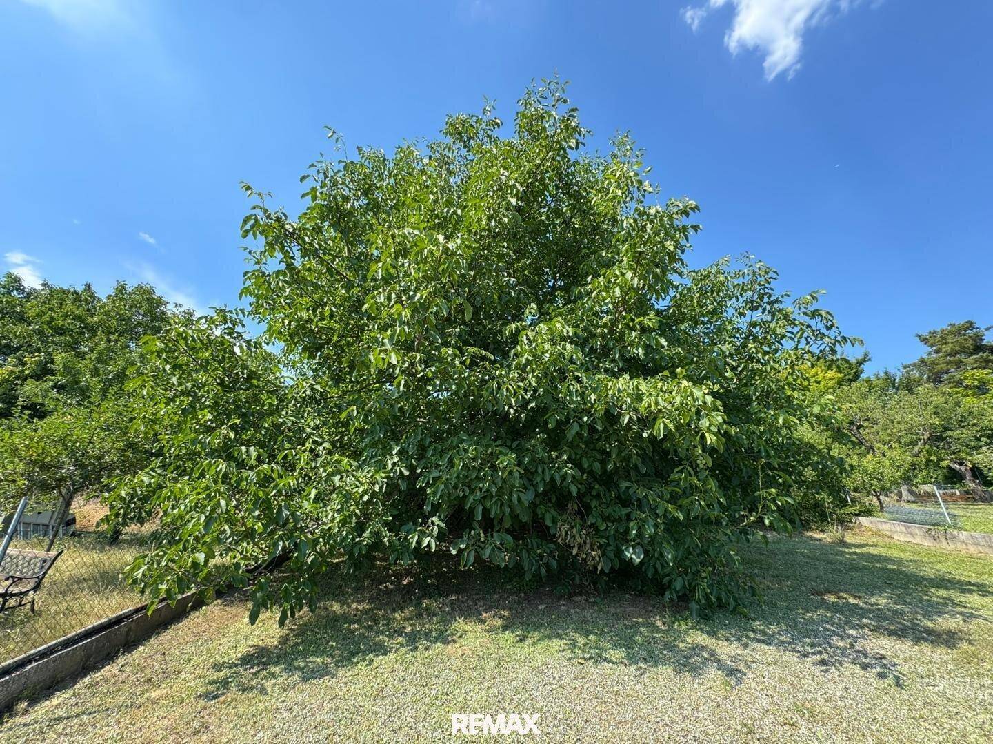 Großer, alter Baum im Gartenbereich, der Schatten spendet.
