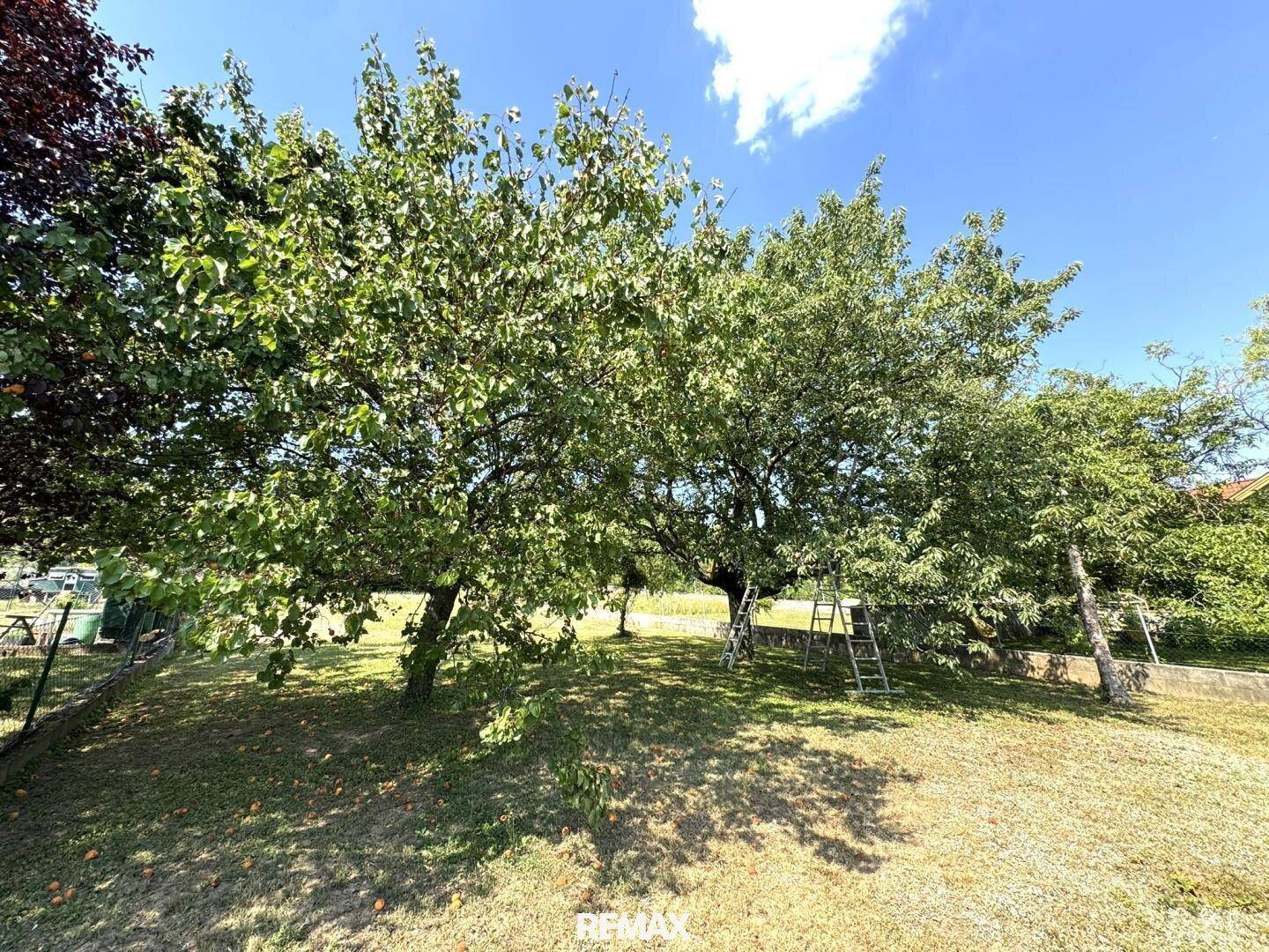 Alter Baumbestand mit Obstbäumen im weitläufigen Gartenbereich.