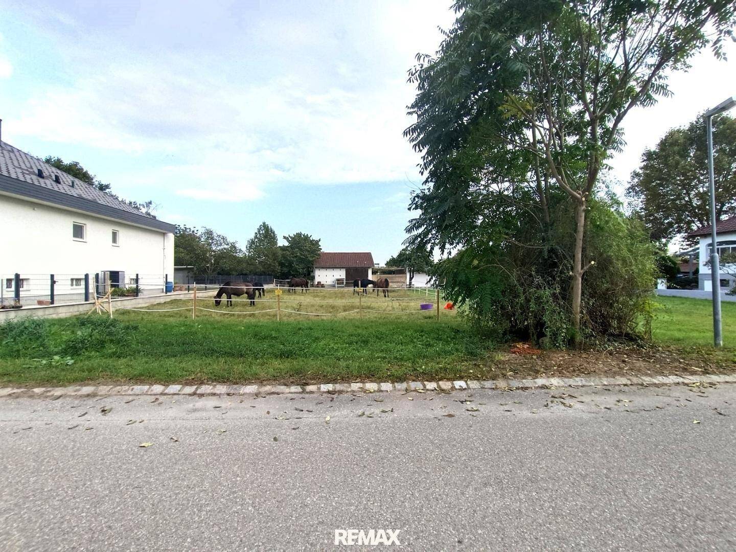 Blick von der Straße auf ein eingezäuntes Feld mit Pferden und umliegenden Gebäuden und Bäumen.