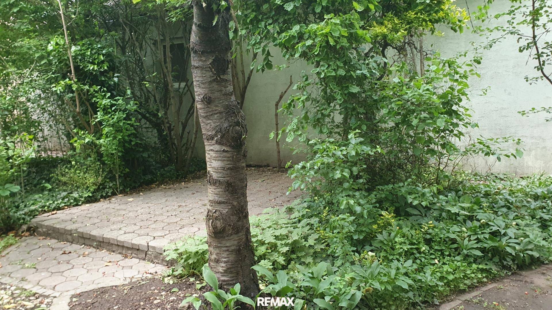 Gepflasterte Terrasse neben einem Baum und dichten Büschen, ideal für eine gemütliche Sitzecke.