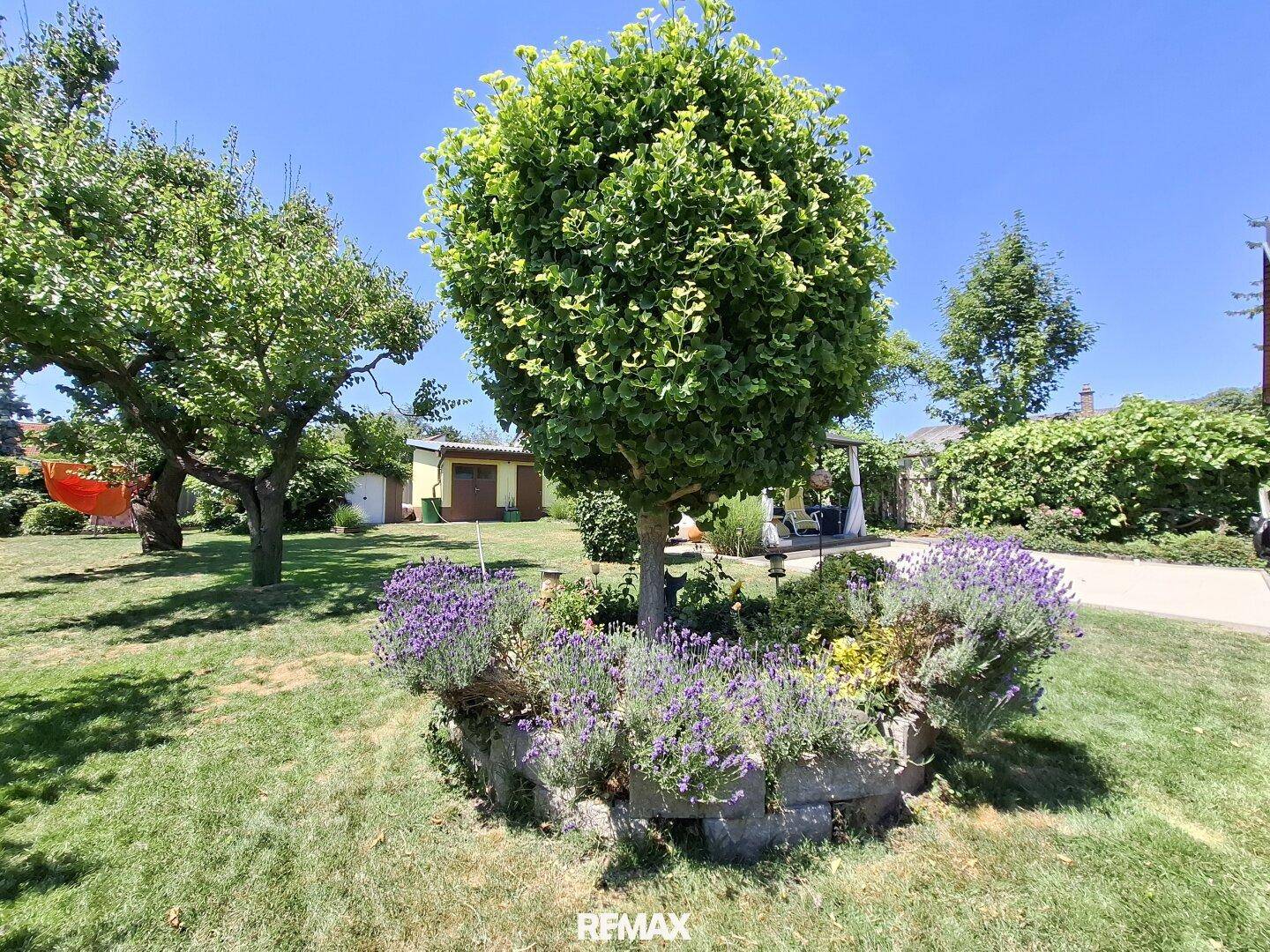 Dekorativer Baum und Lavendelbeete im sonnigen Garten, umgeben von Rasenflächen.