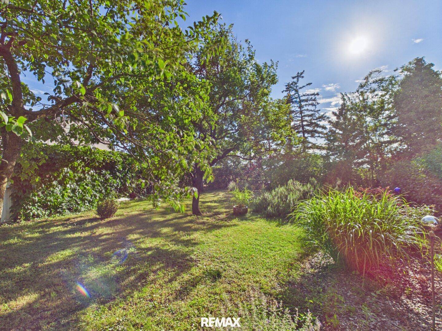 Sonnige Rasenfläche im Garten mit verschiedenen Pflanzen und Bäumen.