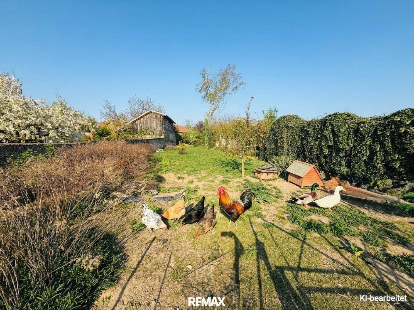 Ländlicher Gartenbereich mit Hühnern und Enten, umgeben von Bäumen und Sträuchern.