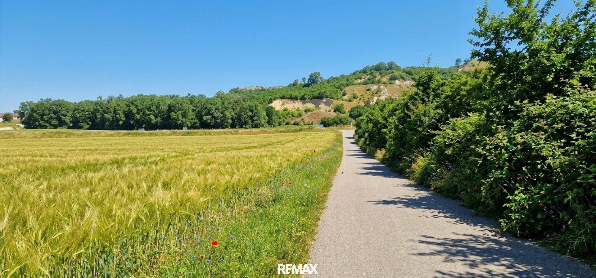 Landstraße neben einem Getreidefeld mit grünen Büschen und Bäumen unter blauem Himmel und Sonnenschein.