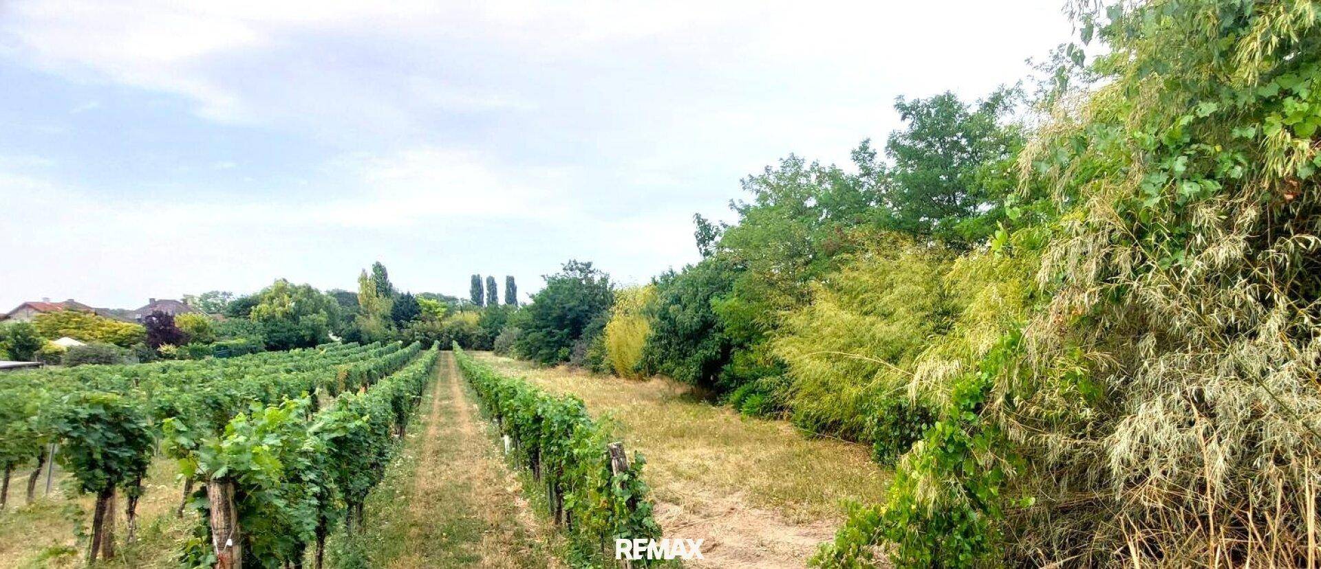 Weitläufiger Blick über Weinreben und grüne Landschaft unter bewölktem Himmel mit Häusern im Hintergrund.