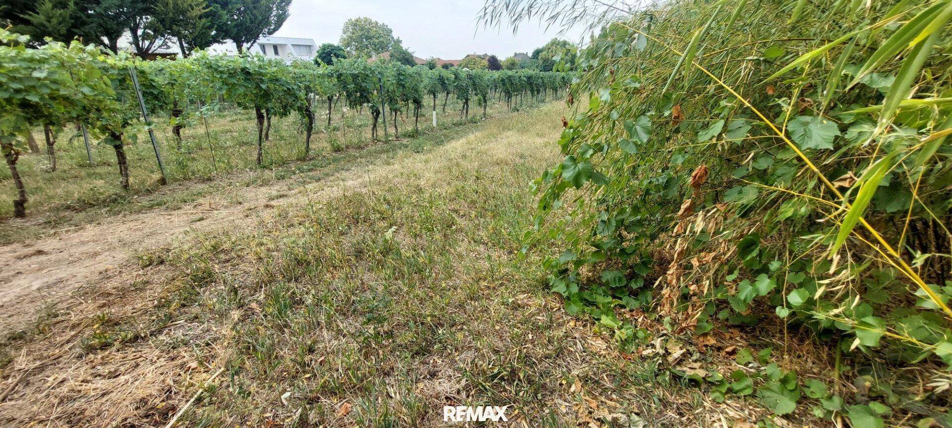 Nahaufnahme eines Feldes mit trockener Vegetation, Weinreben und dichtem Grün am Rand.