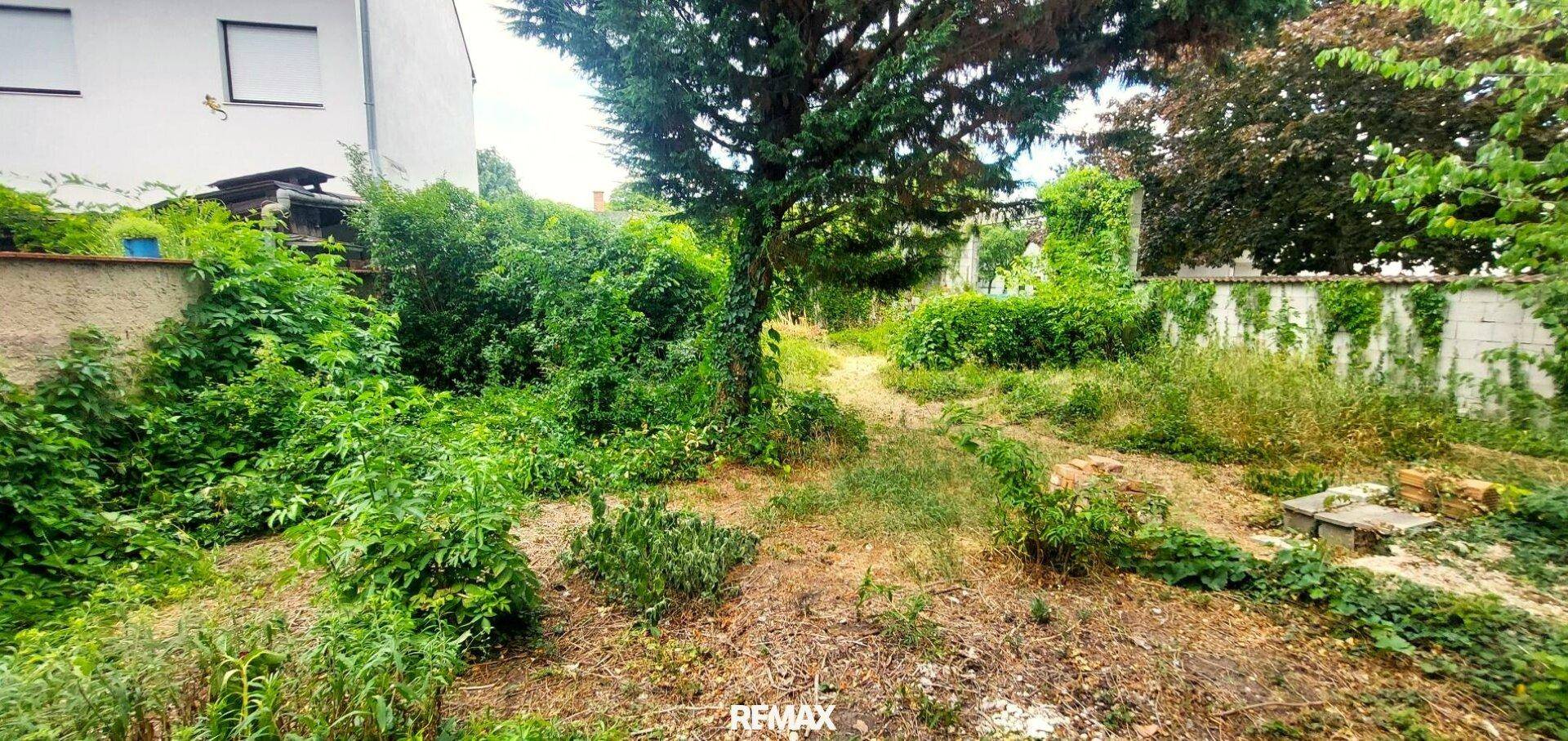 Verwilderter Gartenbereich mit altem Baumbestand und viel Grün hinter dem Haus.