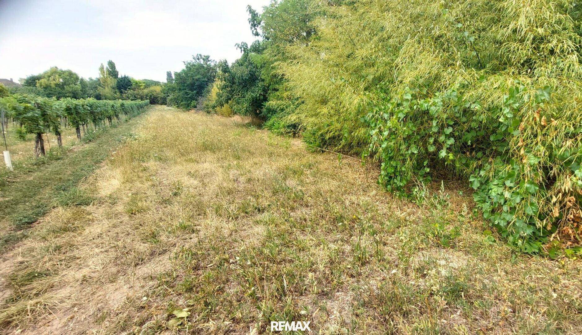 Blick auf ein ländliches Grundstück mit trockenem Gras, umgeben von Bäumen und einem Weinberg.