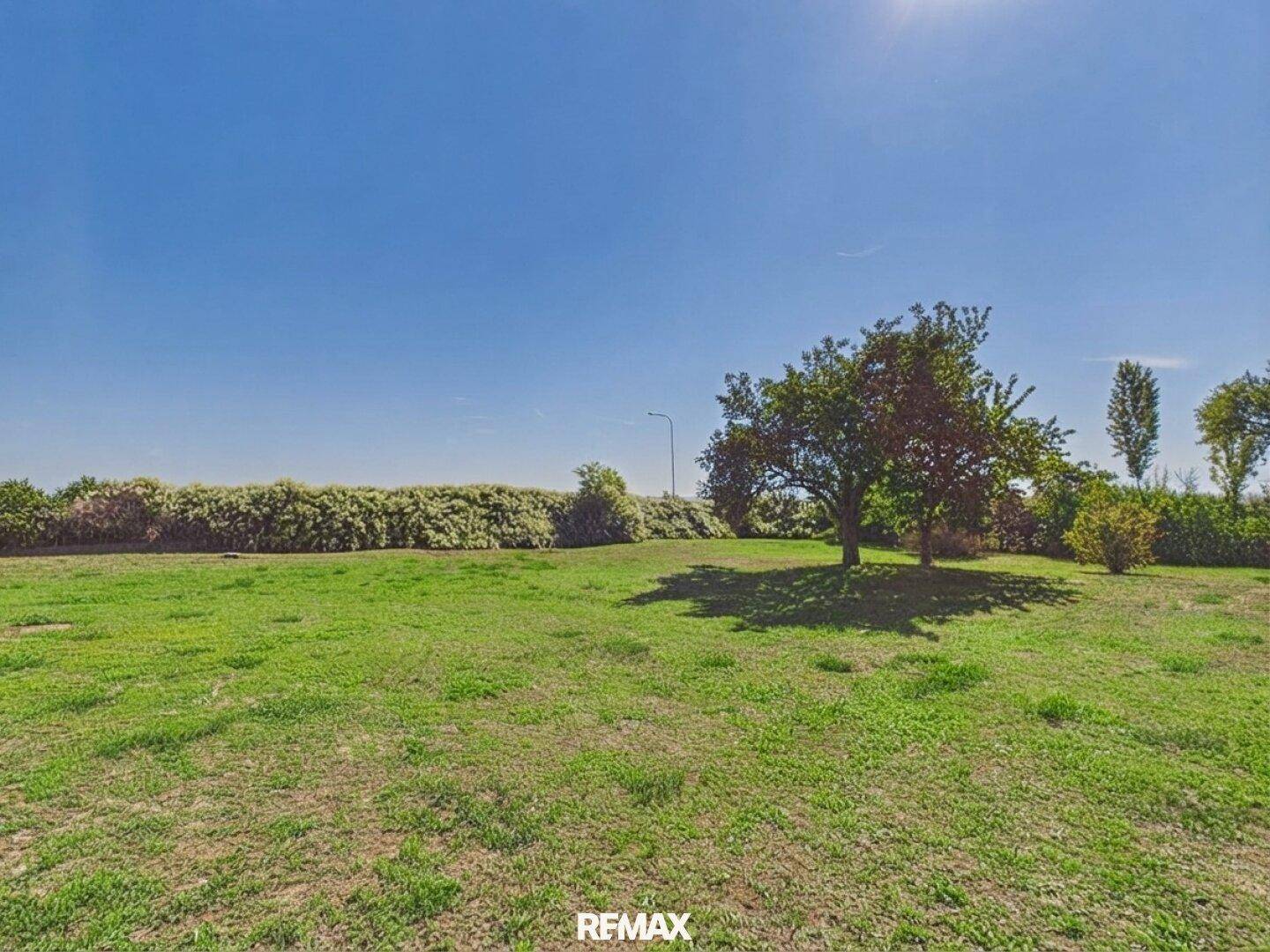 Weitläufige grüne Wiese mit einzelnen Bäumen unter einem klaren, blauen Sommerhimmel.