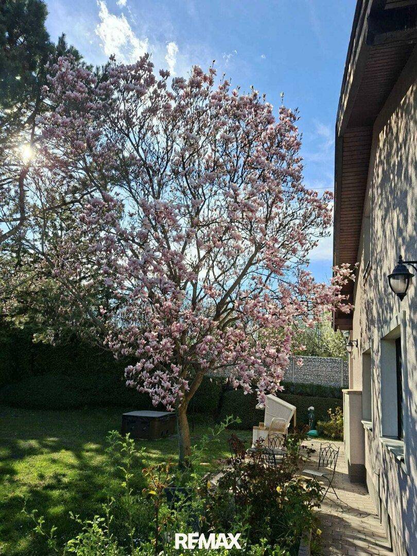 Blühender Magnolienbaum im sonnigen Garten mit Sitzgelegenheiten und grüner Rasenfläche.