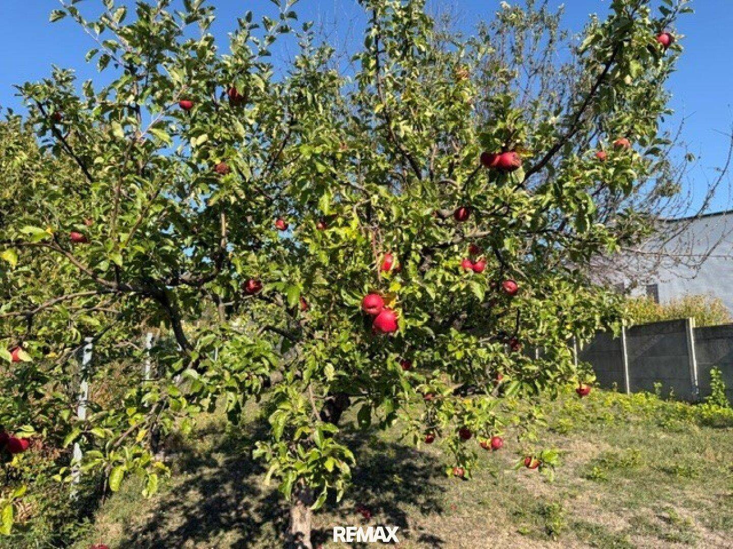 Apfelbaum voller reifer roter Äpfel in einem sonnigen Garten, bereit zur Ernte.