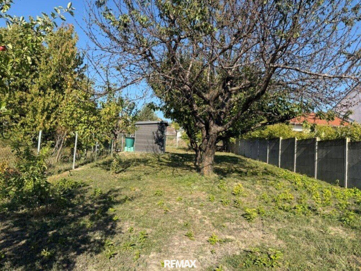 Naturbelassener Gartenbereich mit großem Baum und einem kleinen Geräteschuppen im Hintergrund.