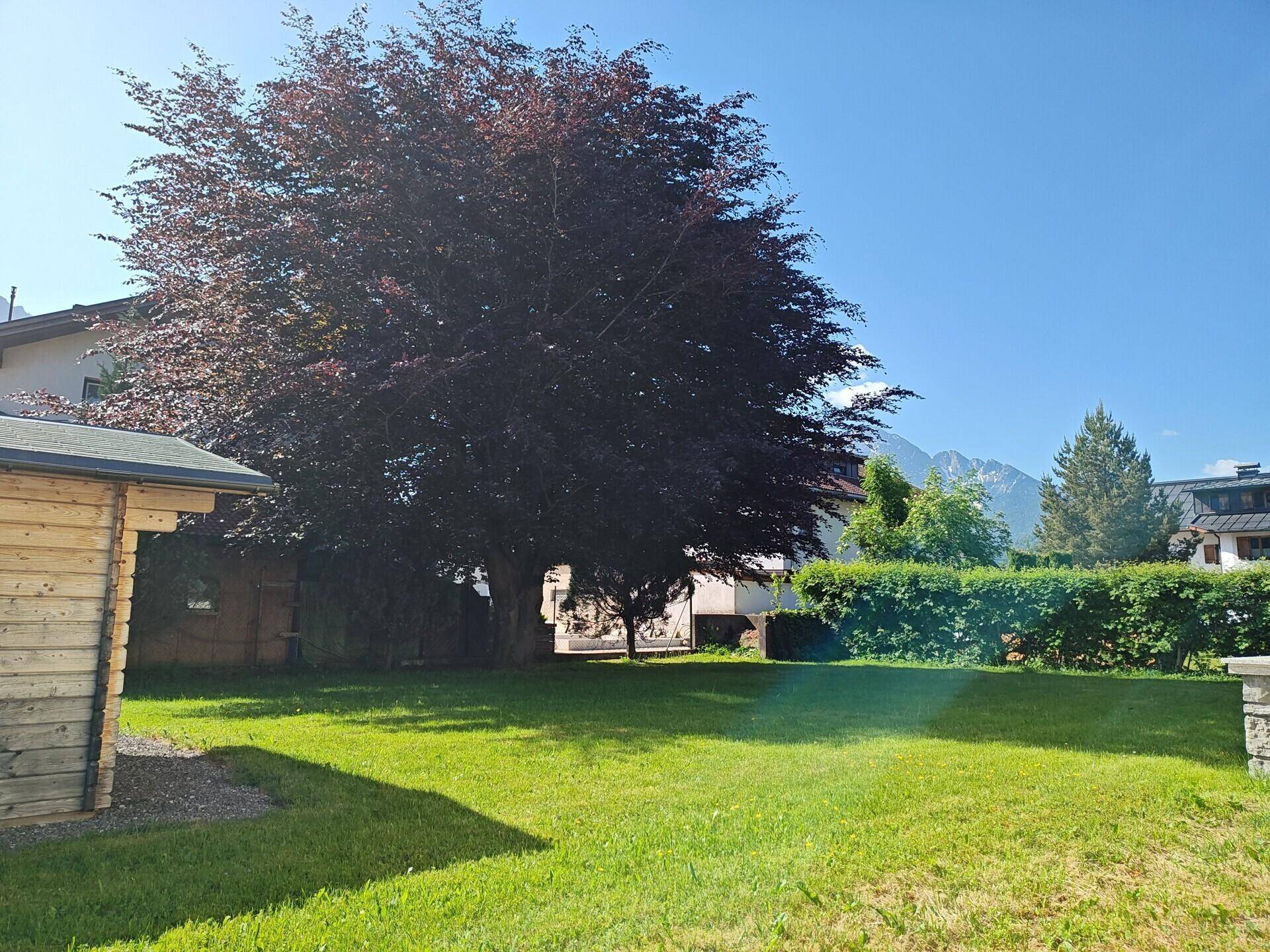 Großer Garten mit altem Baum, Rasenfläche und Blick auf die Berge.