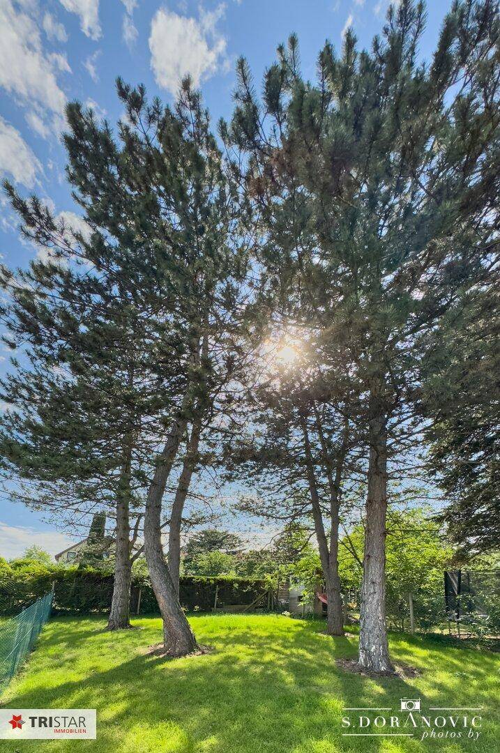 Hohe, alte Bäume im sonnigen Gartenbereich, die natürlichen Schatten spenden.