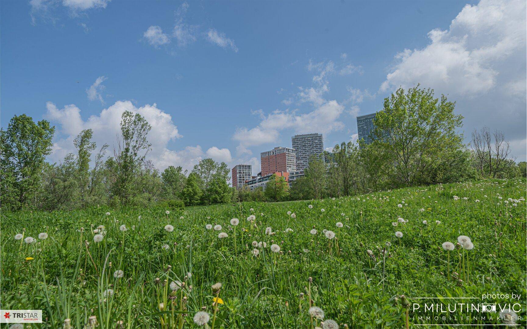 Grüne Wiese mit Löwenzahn und modernen Gebäuden im Hintergrund unter blauem Himmel.