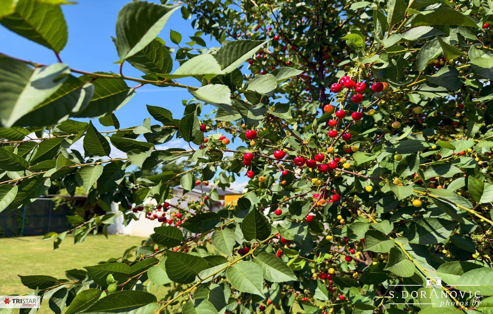 Nahaufnahme eines Kirschbaums mit reifen roten Früchten im sonnigen Garten.