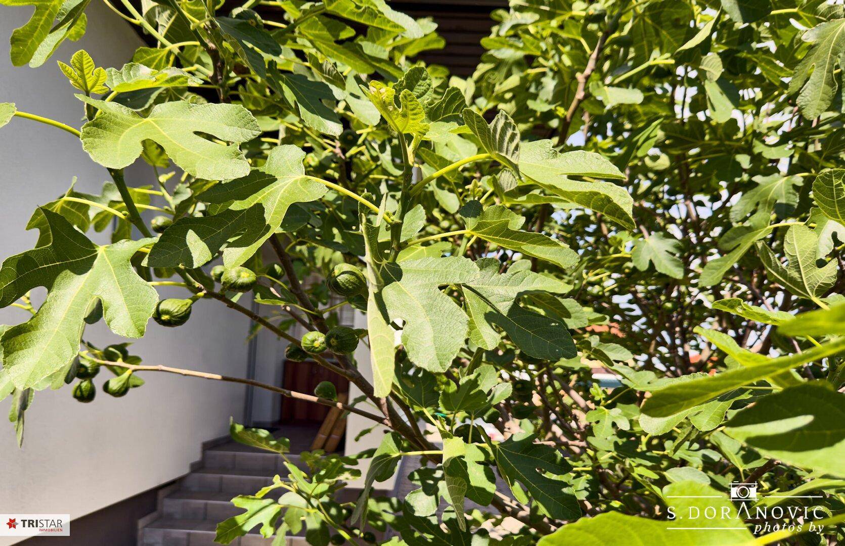 Nahaufnahme eines Feigenbaums mit unreifen Früchten und grünen Blättern im Garten.