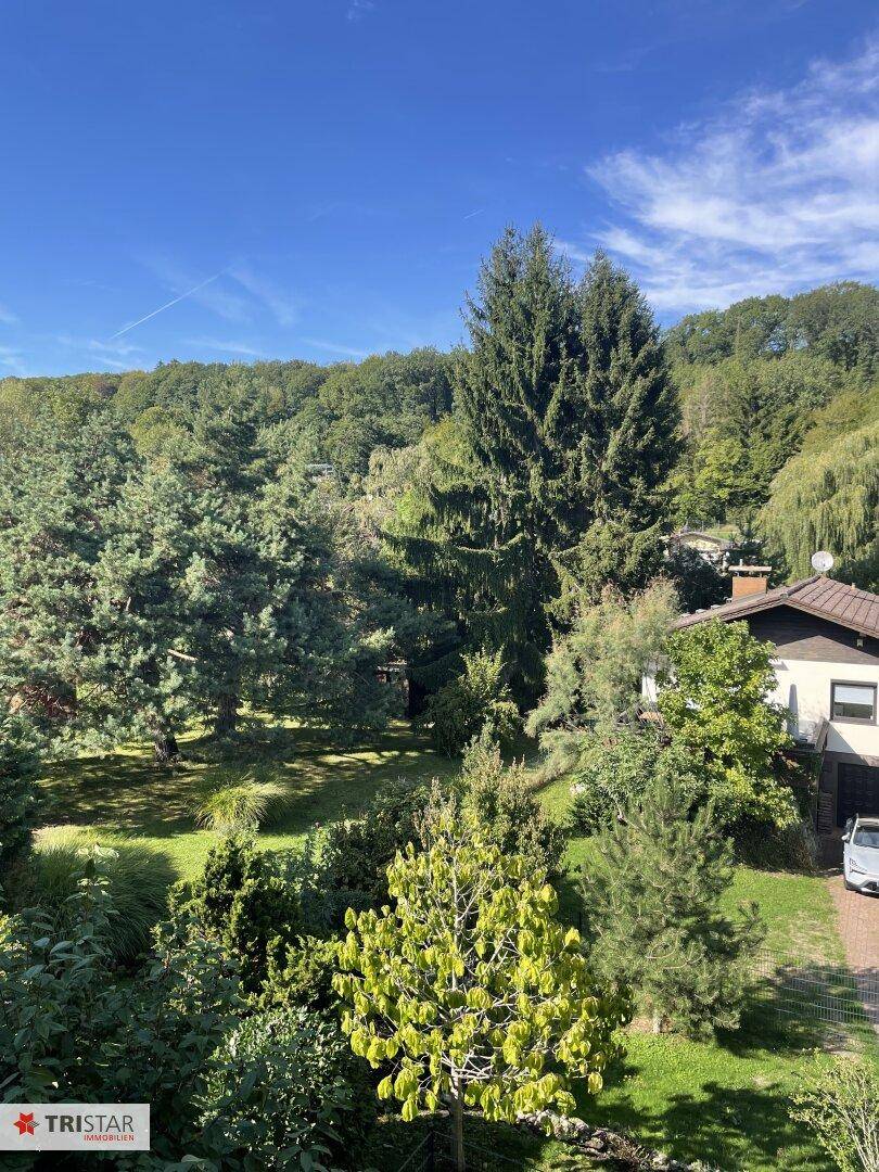 Weitläufiger Blick ins Grüne mit hohen Bäumen und angrenzenden Häusern.