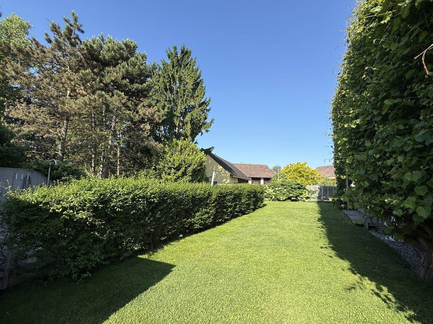 Sonniger Gartenbereich mit gepflegtem Rasen und hohen Bäumen im Hintergrund.